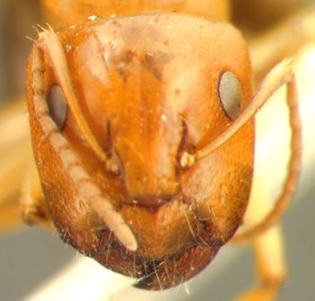 Media type: image;   Entomology 21514 Aspect: head frontal view